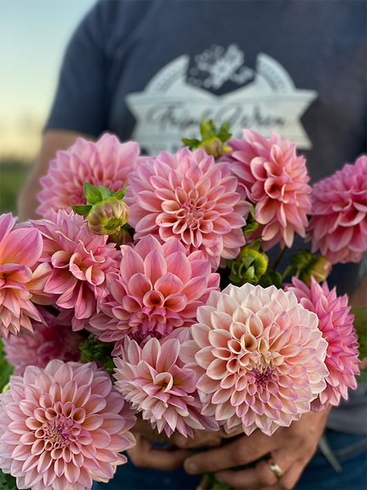 Coralie Dahlia Tubers from Triple Wren Farms