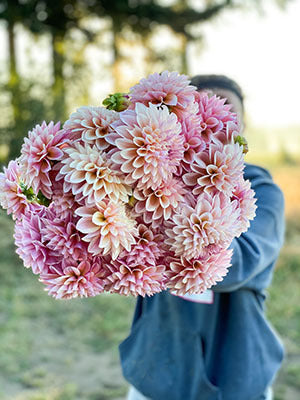 Coralie Dahlias from Triple Wren Farms