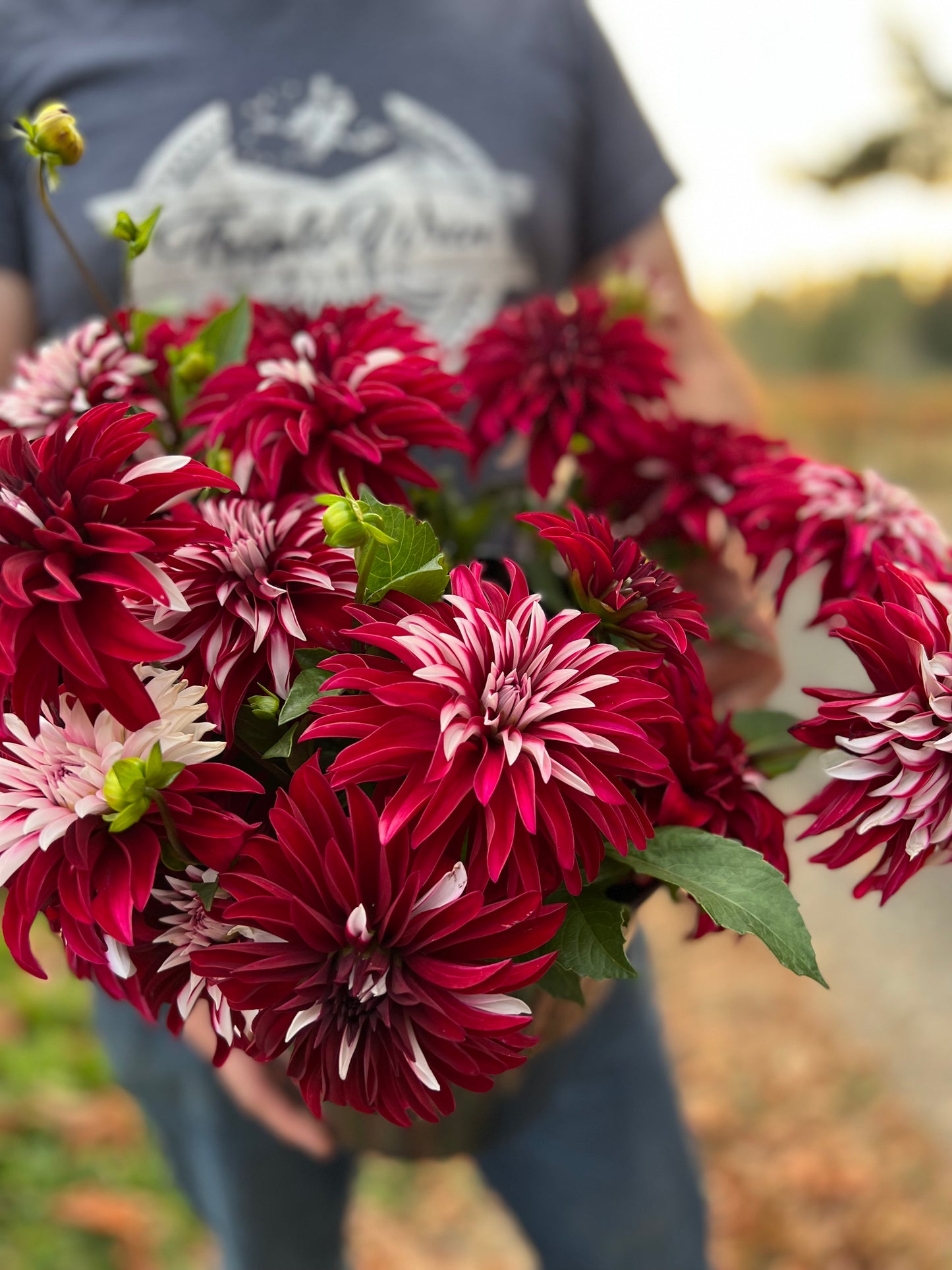 Irish Blackhart Dahlia Tuber from Triple Wren Farms