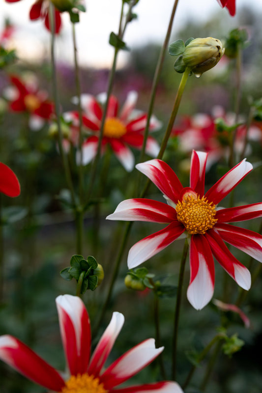 buy Windmill Dahlia Tubers from Triple Wren Farms for your home garden