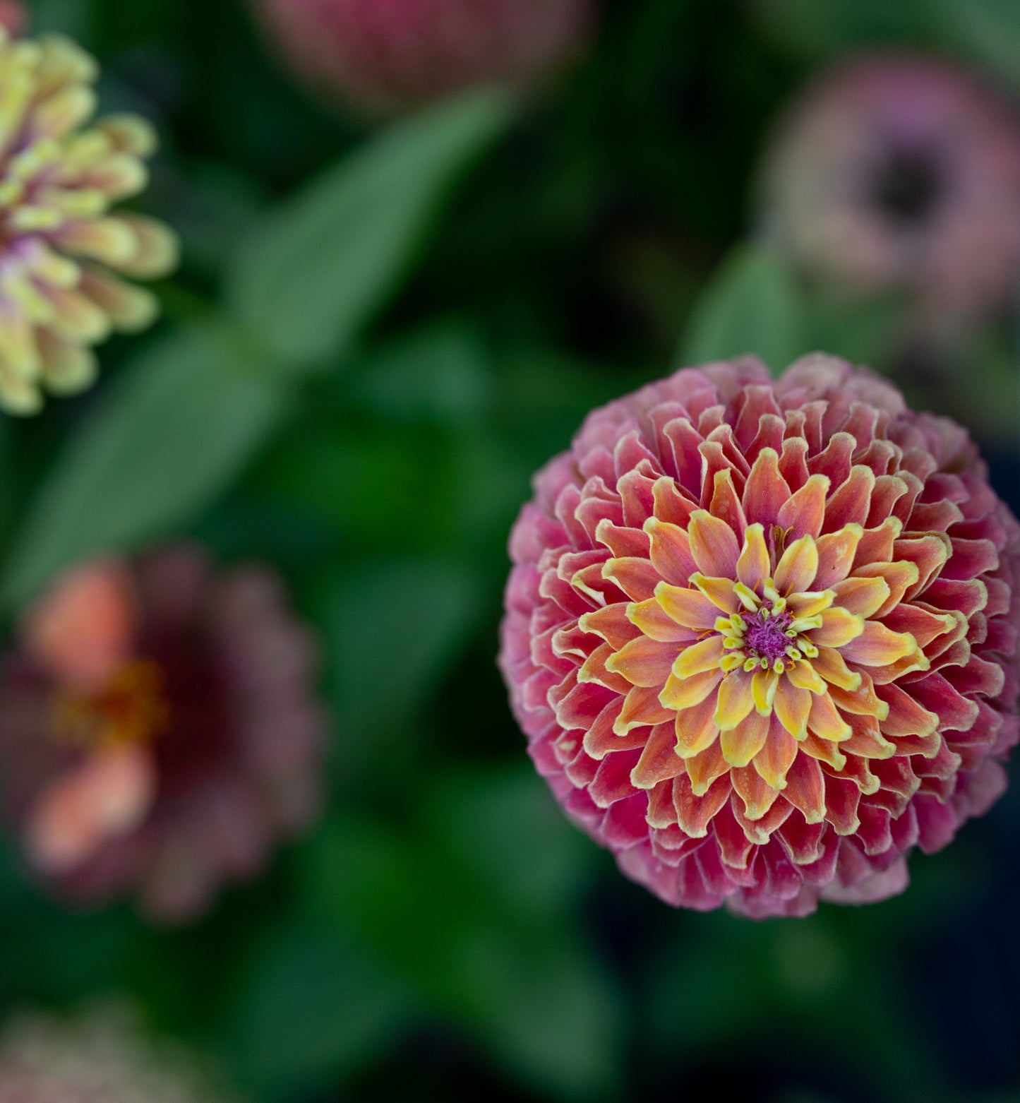 Zinnia Seeds "Triple Wren Antiques” (25 seeds)