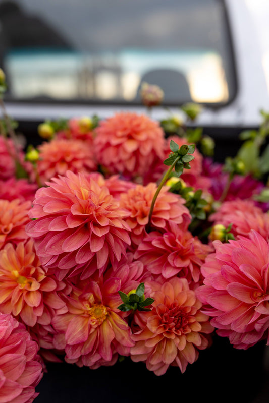 Buy Bloomquist Philly dahlia tubers from Triple Wren Farms for your home garden