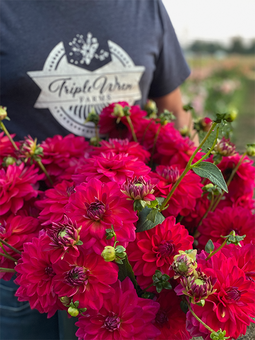 Buy Dazzle Me Dahlia Tubers from Triple Wren Farms