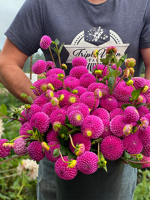 Franz Kafka dahlia tubers from Triple Wren Farms