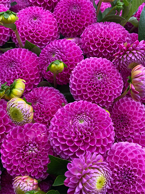 Franz Kafka Dahlias from Triple Wren Farms