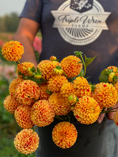 HollyHill Spreckles Dahlia Tuber from Triple Wren Farms