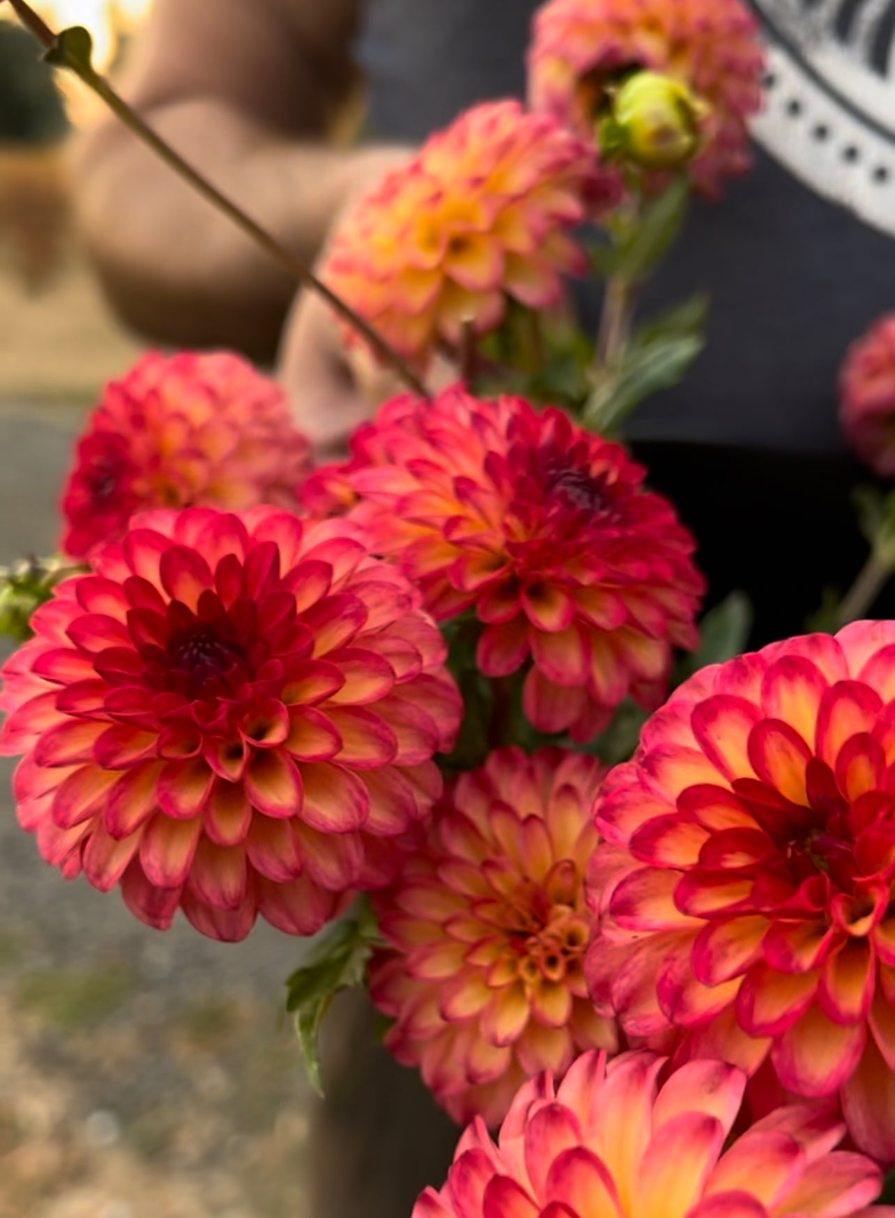 Buy Raz-Ma-Taz Dahlia Tubers from Triple Wren Farms for your home garden