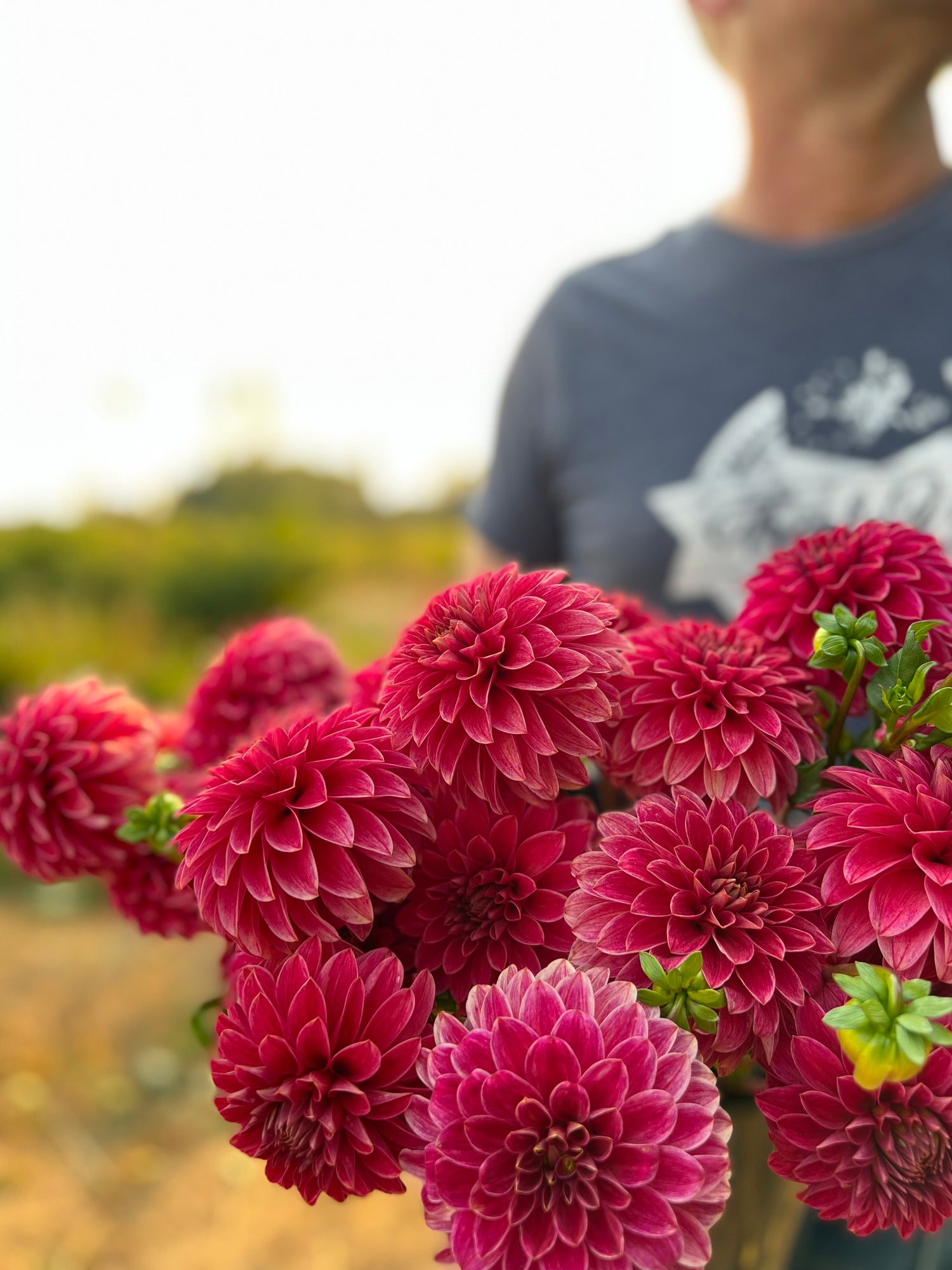 buy KA's Rosie Jo Dahlia Tubers from Triple Wren Farms for your home Garden