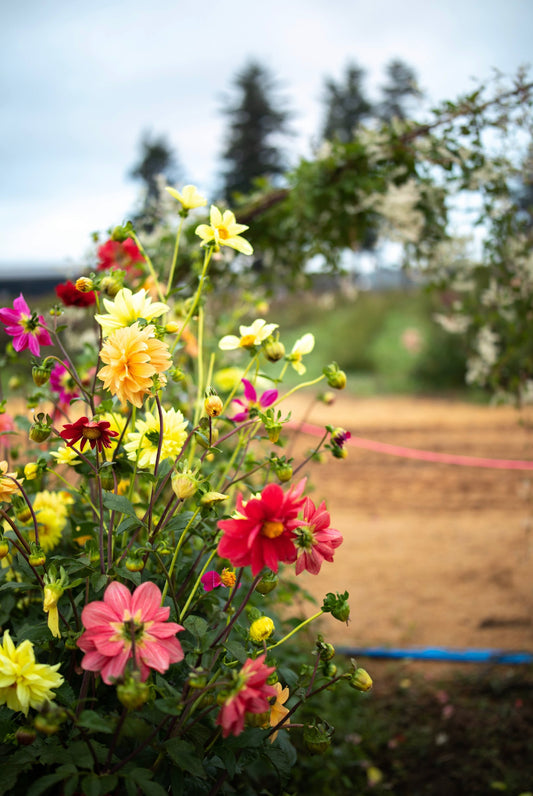 Dahlia Seeds “Triple Wren Farm Crossing Mix” (20 seeds)