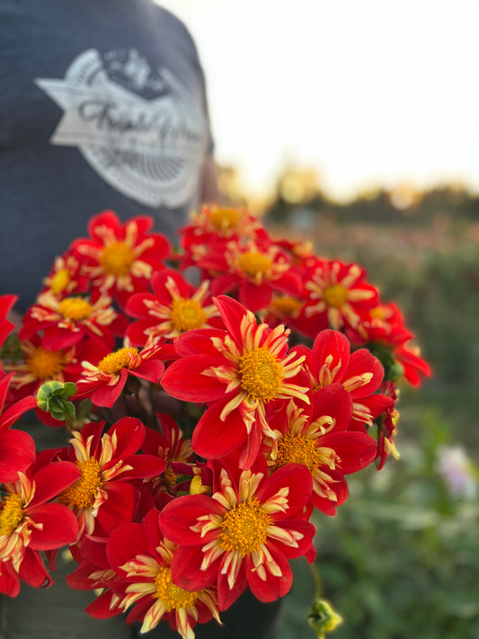 Bloomquist Spinner Dahlia Tubers from Triple Wren Farms