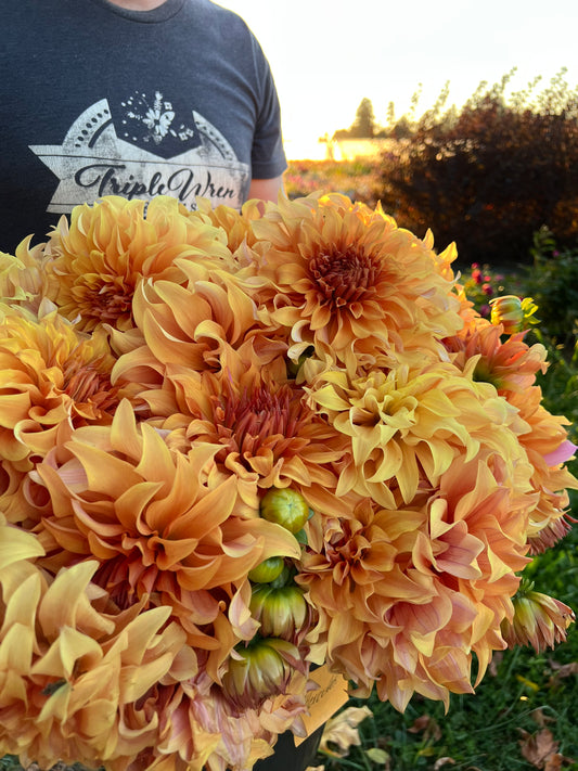 Hercules Dahlia Tuber