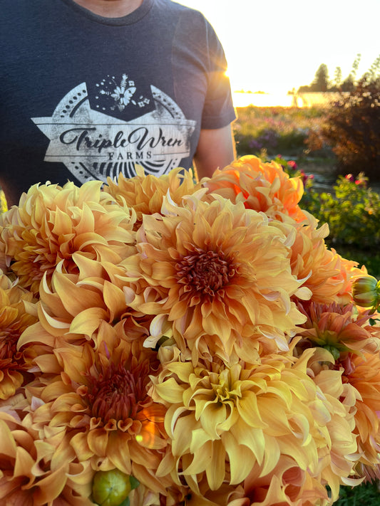 Hercules Dahlia Tuber