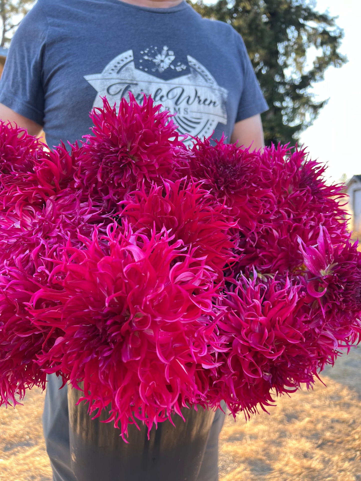 Bloomquist Bea Dahlia Tuber