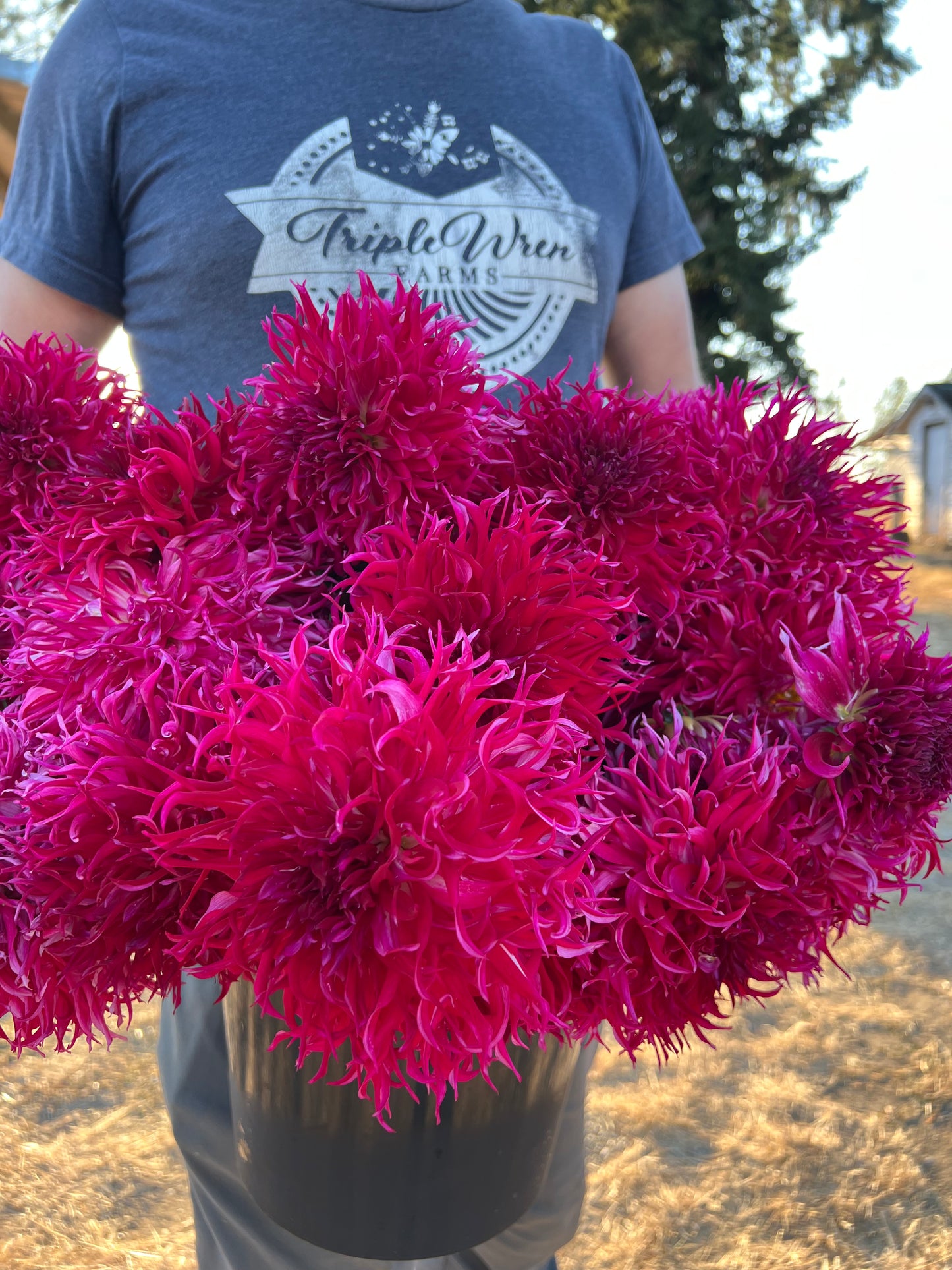 Bloomquist Bea Dahlia Tuber