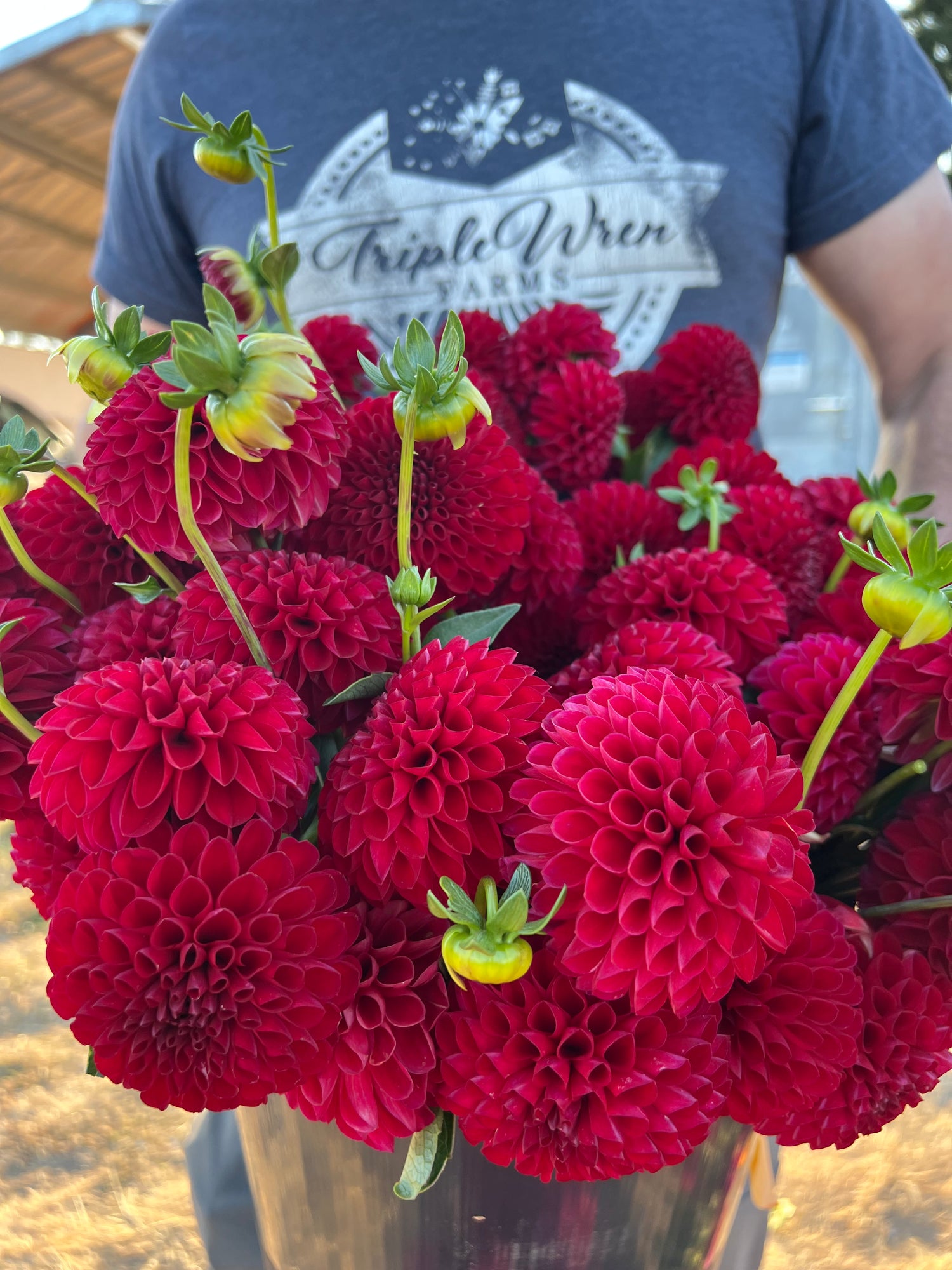 Bloomquist Darrell dahlia tuber from Triple Wren Farms