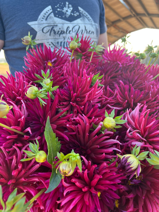 Bloomquist Azores Dahlia Tuber