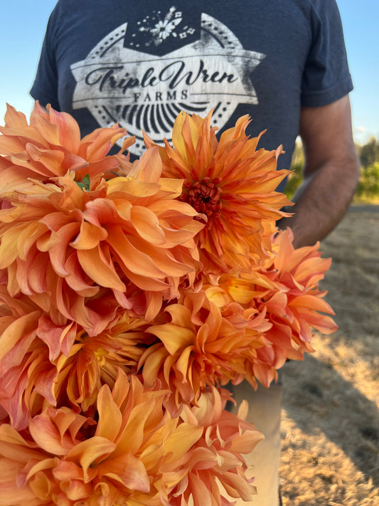 Honey and Gold and Yellow and Orange dahlia tuber Bloomquist Blast Off from Triple Wren Farms