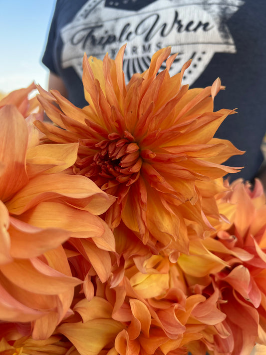 Bloomquist Blast Off dahlia tuber from Triple Wren Farms