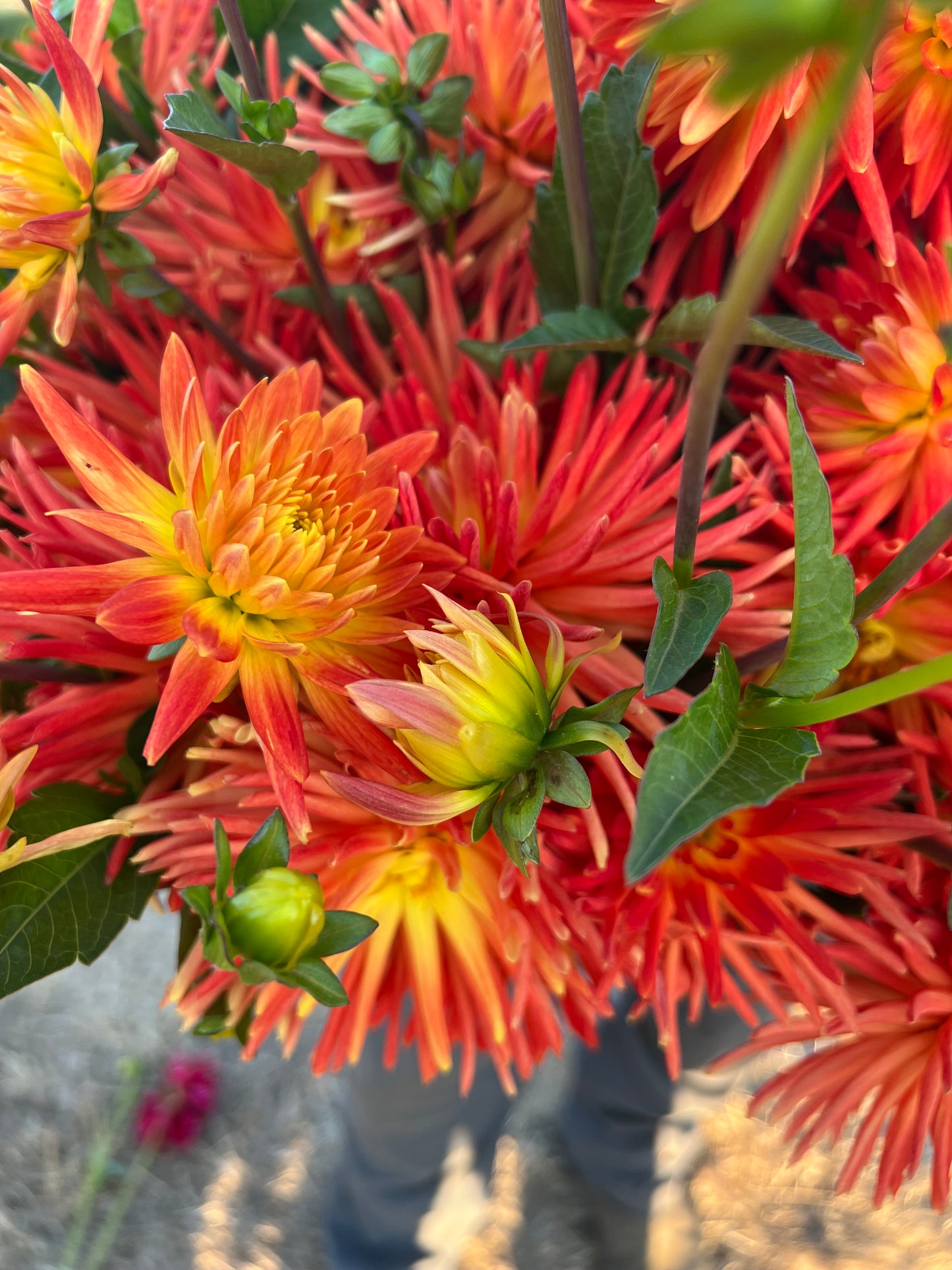 Tubercule de dahlia Bloomquist Flare 