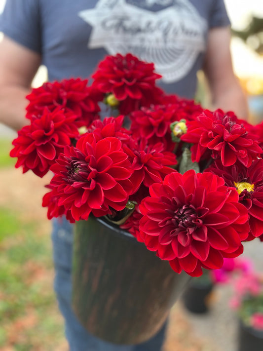 Vixen Dahlia Tuber