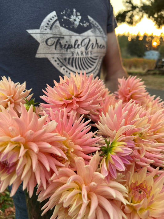 Peach and Coral and Pink and pale yellow Bo Peep Dahlia tubers from Triple Wren Farms
