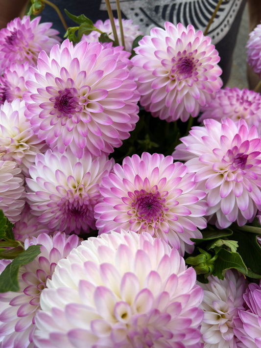 Purple and Plum and White and Mauve and Lavender Martina Dahlia Tubers from Triple Wren Farms