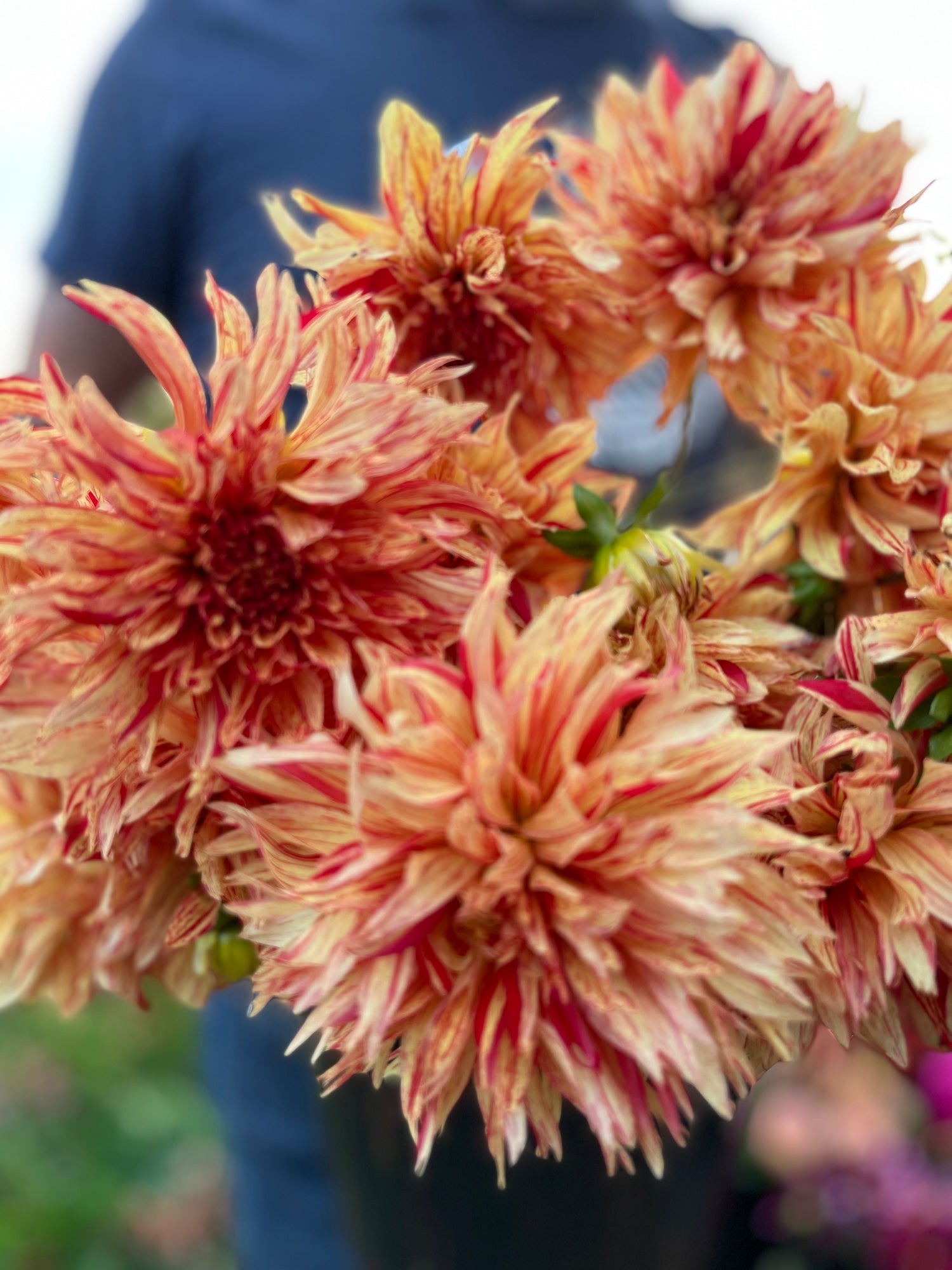 Orange and Red and Red-Striped and Crimson GG's Flaming Desire Dahlia Tuber from Triple Wren Farms