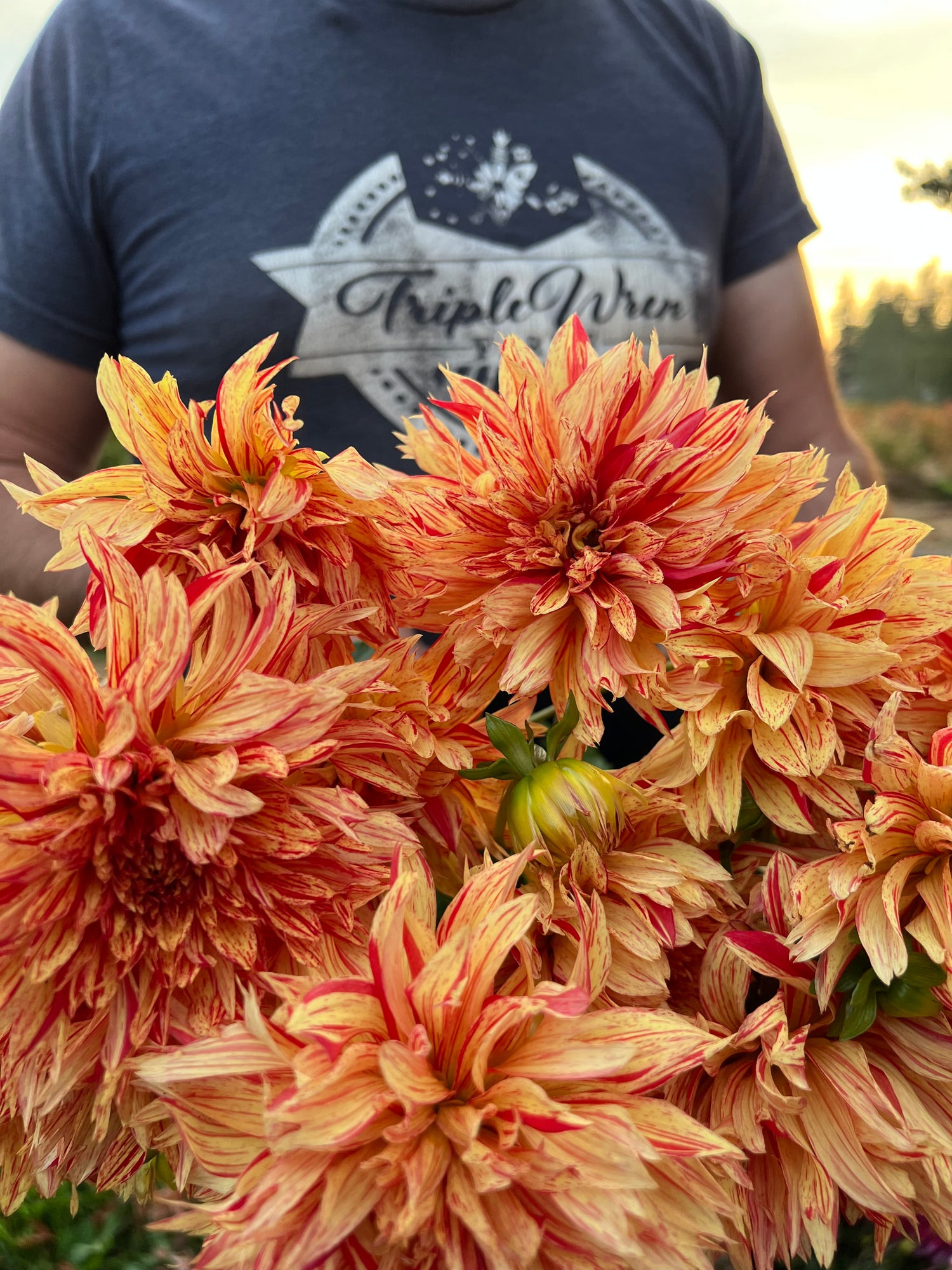 GG's Flaming Desire Dahlia Tuber from Triple Wren Farms