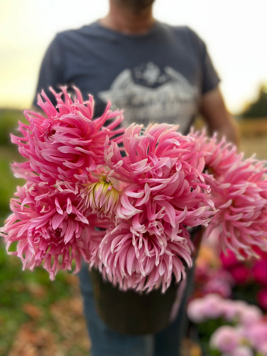 HollyHill Cotton Candy Dahlia Tuber from Triple Wren Farms