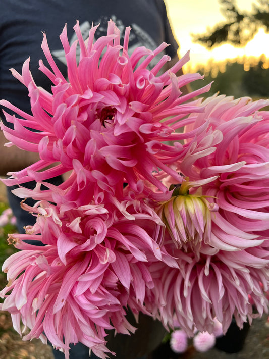 Pink and Blush HollyHill Cotton Candy Dahlia Tuber from Triple Wren Farms