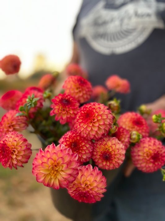 Raz-Ma-Taz Dahlia Tubers from Triple Wren Farms