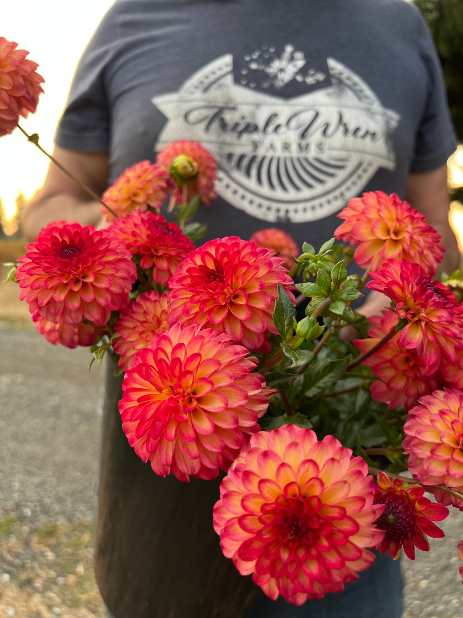 Red and Yellow and Golden and Scarlet Raz-Ma-Taz Dahlia Tubers from Triple Wren Farms