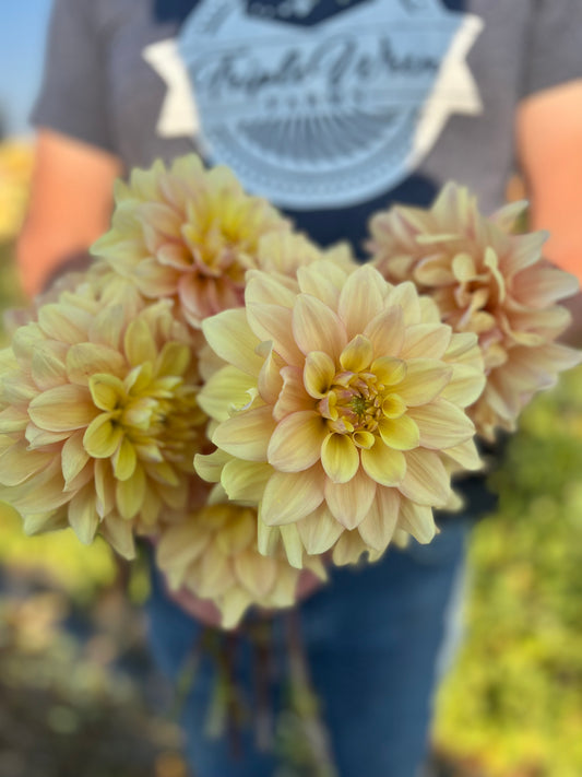 Wyn's N.E.W. Pastel Dahlia Tubers from Triple Wren Farms