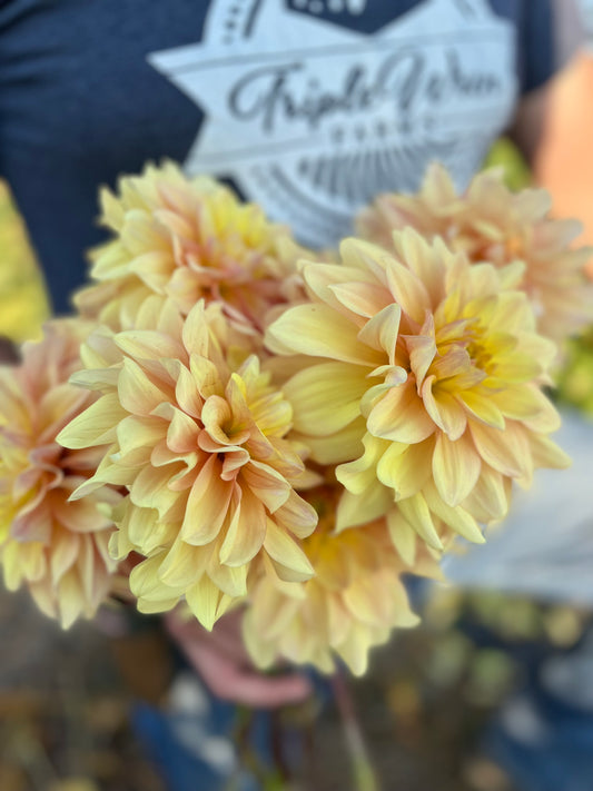 Yellow and Pale Yellow and Light Yellow and Peach and Honey and Golden Wyn's N.E.W. Pastel Dahlia Tubers from Triple Wren Farms