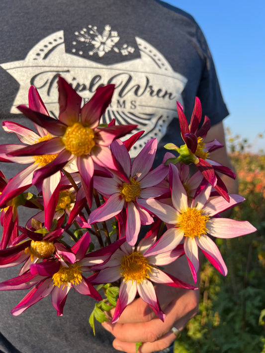 White and Plum and Purple GG's Two Faced Dahlia Tuber from Triple Wren Farms