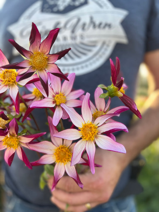 GG's Two Faced Dahlia Tuber from Triple Wren Farms