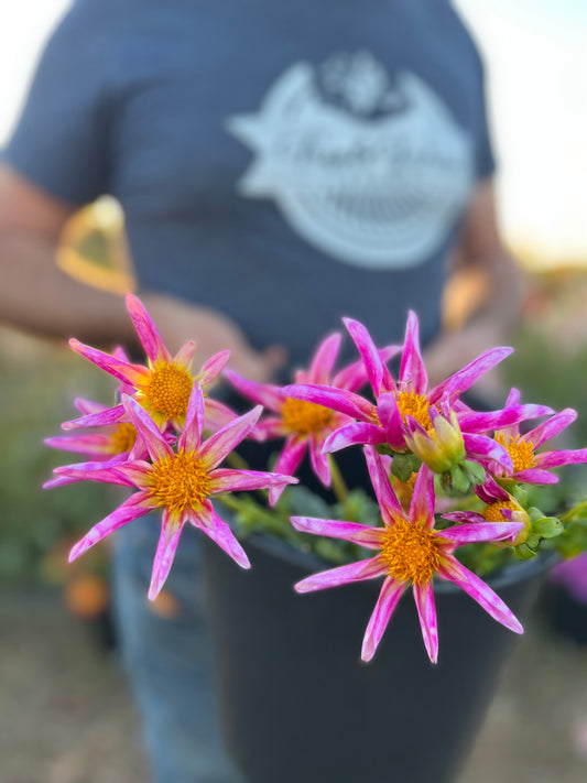 Verrone's Ele Dahlia Tuber