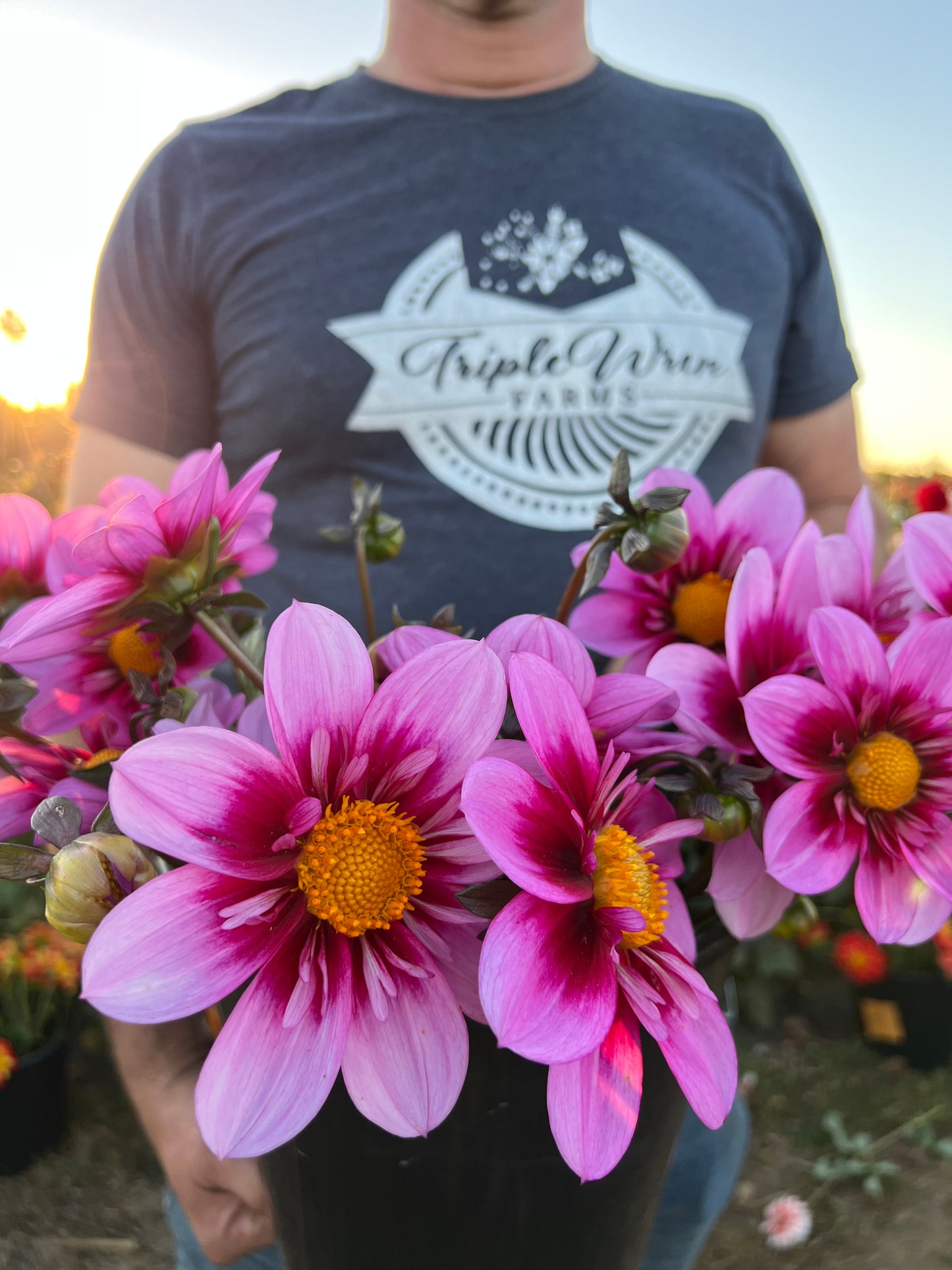 Pink and Fuchsia and Plum and Purple and Lavender Bloomquist Sweet Dahlia Tubers from Triple Wren Farms 