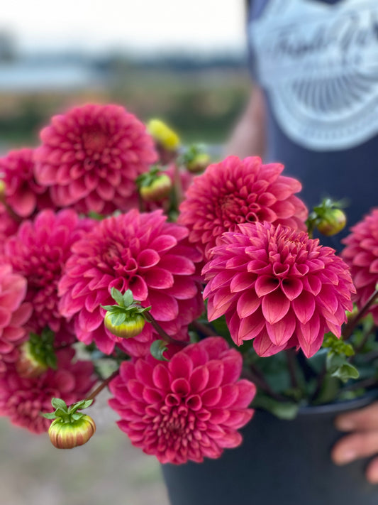 Pink and Magenta KA's Rosie Jo Dahlia Tubers from Triple Wren Farms