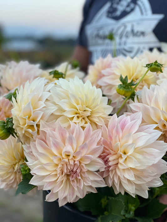 KA's Mocha Maya Dahlia Tubers from Triple Wren Farms