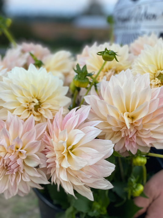 Cream and Blush and Mauve and White Ka's Mocha Maya Dahlia Tubers from Triple Wren Farms