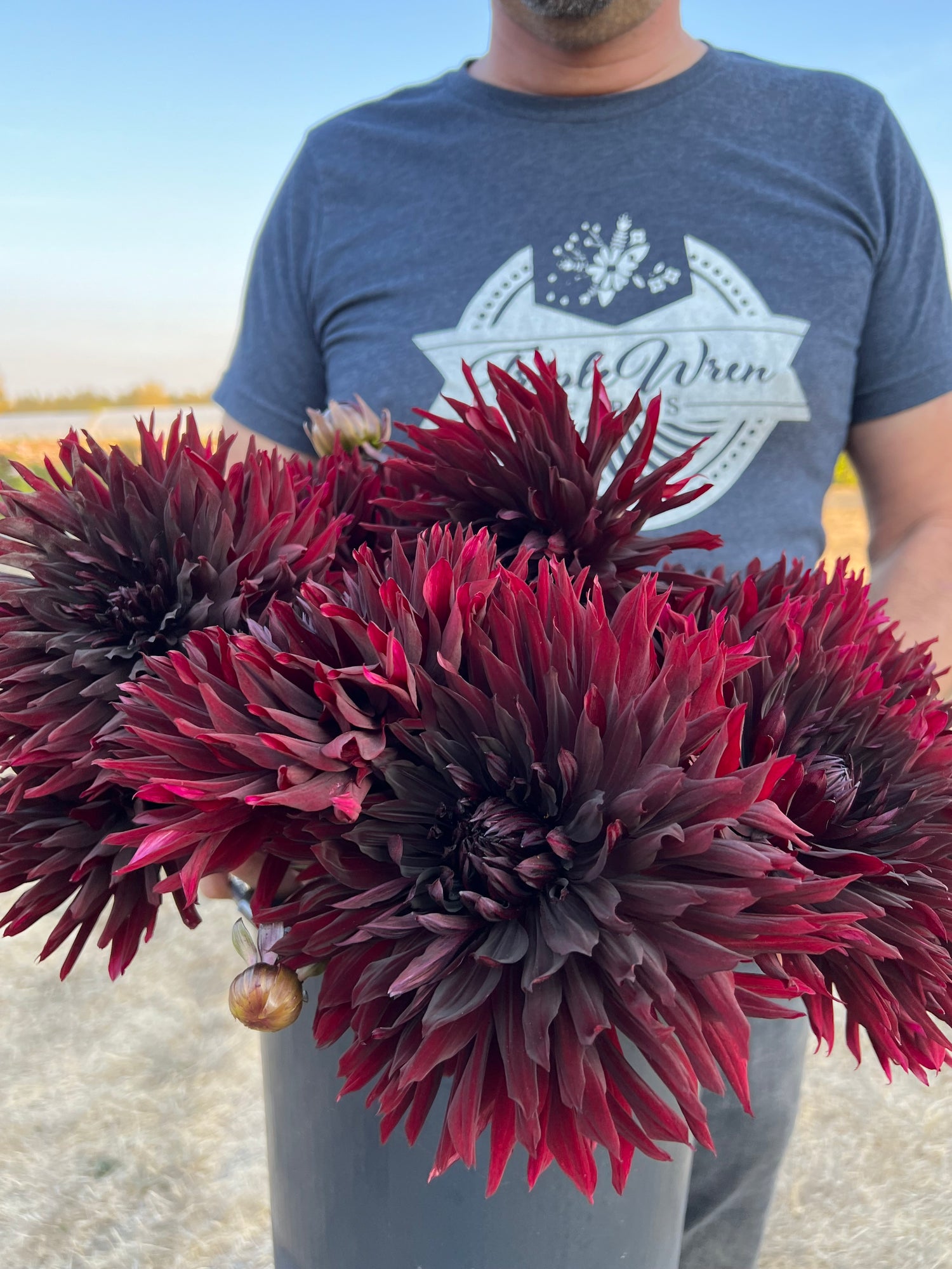 Blackjack dahlia tubers from Triple Wren Farms