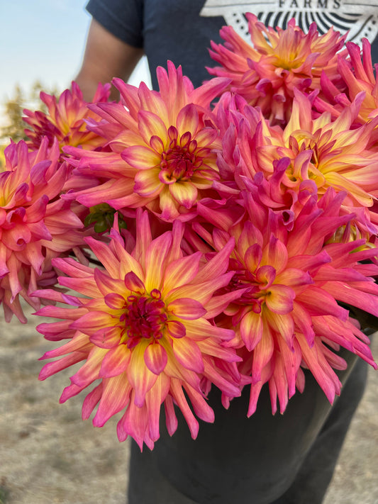 Bloomquist Dawn dahlia tuber from Triple Wren Farms