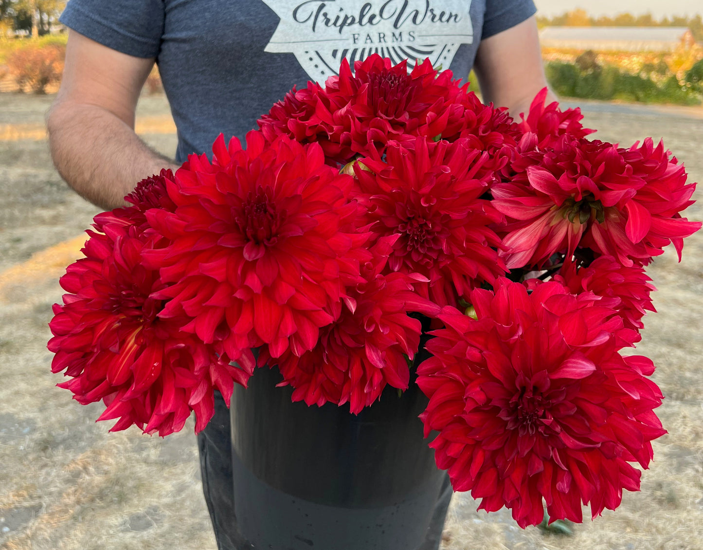 Bloomquist Compelling Dahlia Tuber