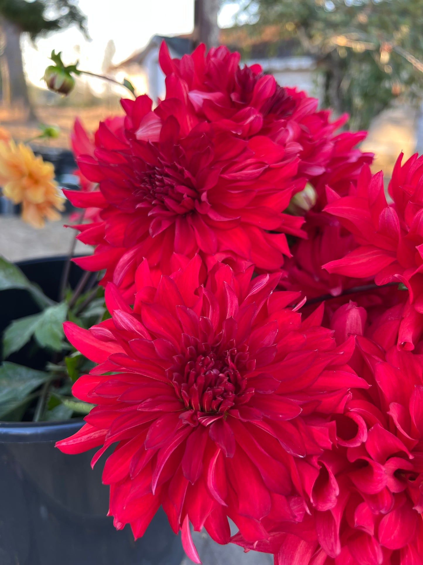 Bloomquist Compelling Dahlia Tuber