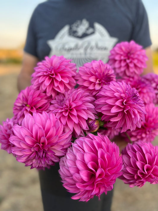 Bloomquist Bring Forth dahlia tuber from Triple Wren Farms
