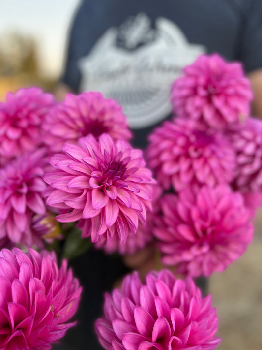Fuchsia and Pink dahlia tuber Bloomquist Bring Forth from Triple Wren Farms