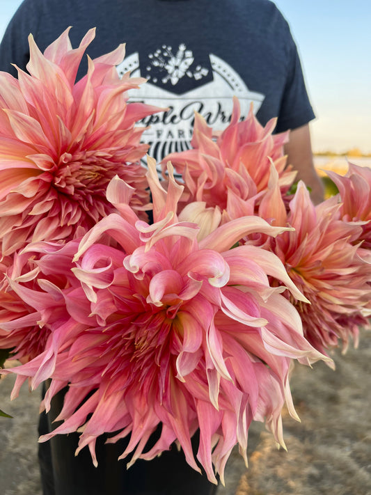 Pink and oral and Blush and White and Cream and Magenta Penhill Watermelon Dahlia Tubers from Triple Wren Farms