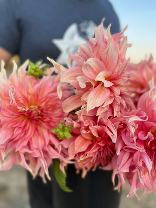 Penhill Watermelon Dahlia Tubers from Triple Wren Farms