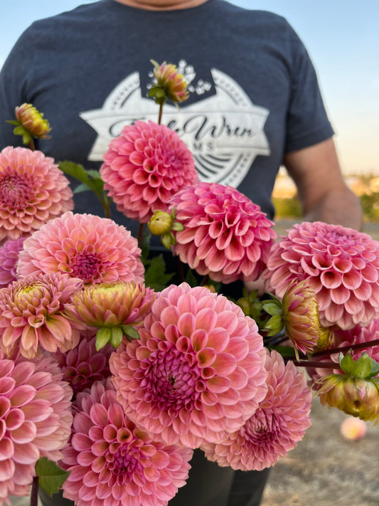 Pink and Magenta and Fuchsia Bracken Rose (USA) Dahlia tubers from Triple Wren Farms 